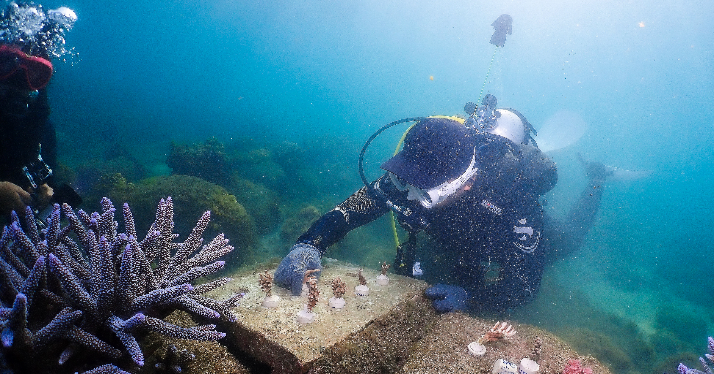 Wiwynn Collaborates with the Penghu County Government and the TOAF to Support Coastal Afforestation and Coral Reef Restoration for a Sustainable Future